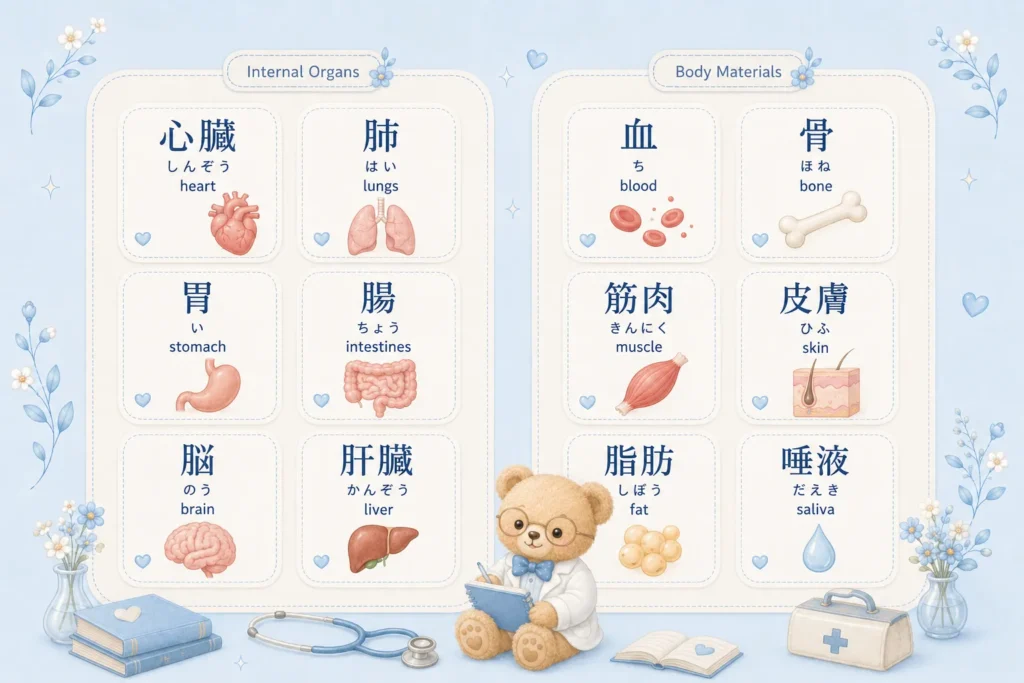 Japanese vocabulary chart for internal organs and body materials