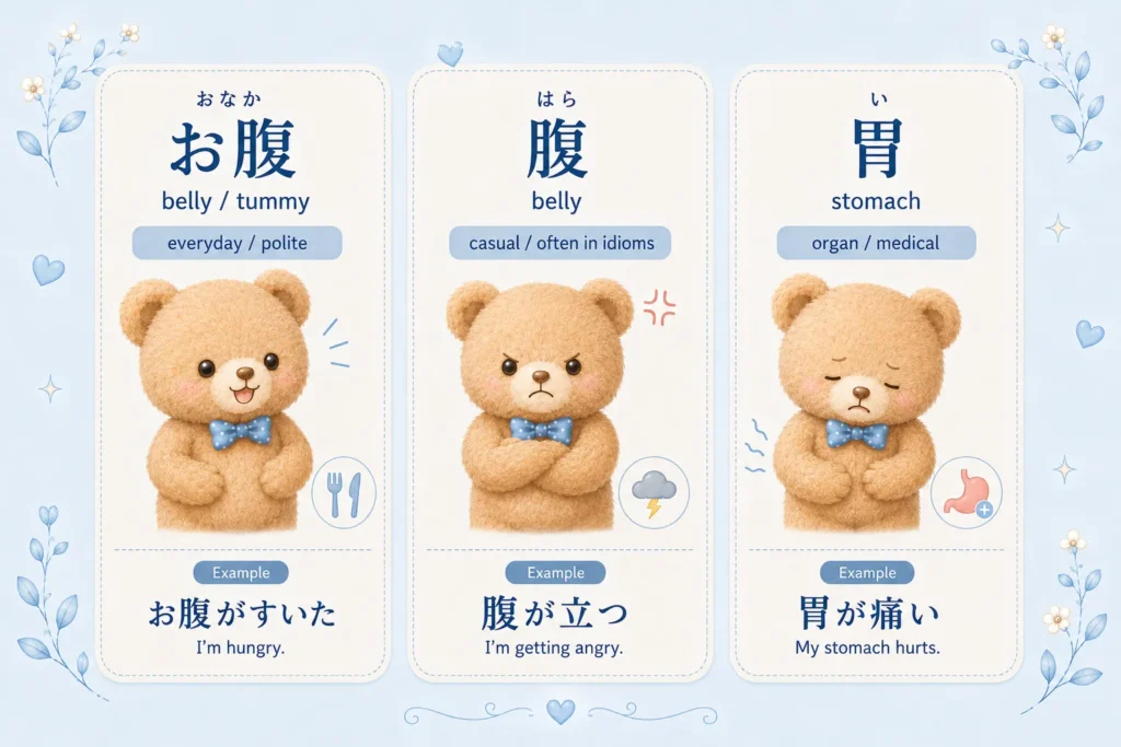 Difference between お腹, 腹, and 胃 in Japanese with cute bear examples