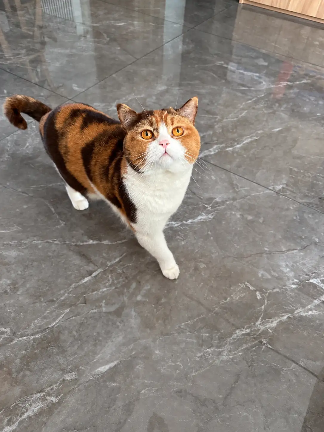 モデルにした三毛猫の写真